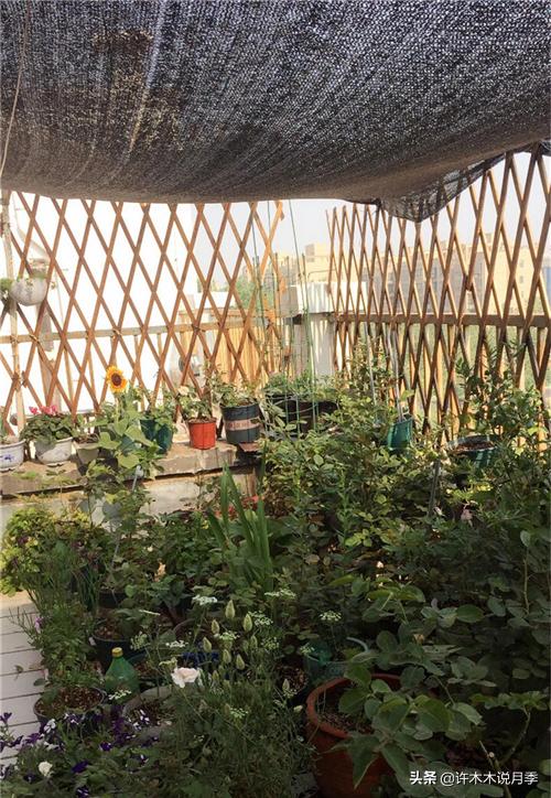 网购月季黄叶嫩芽枯萎怎么处理,网购的月季小苗黄叶了怎么栽种