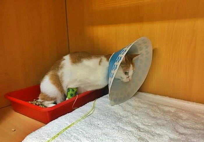 猫咪输尿管堵塞,猫咪尿闭导尿堵塞