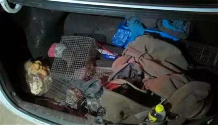 蜜袋鼯外出网兜小包夏季,蜜袋鼯捕鸟