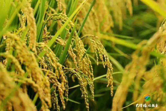 云南适合深秋游玩的地方,云南的秋天适合去哪些景点