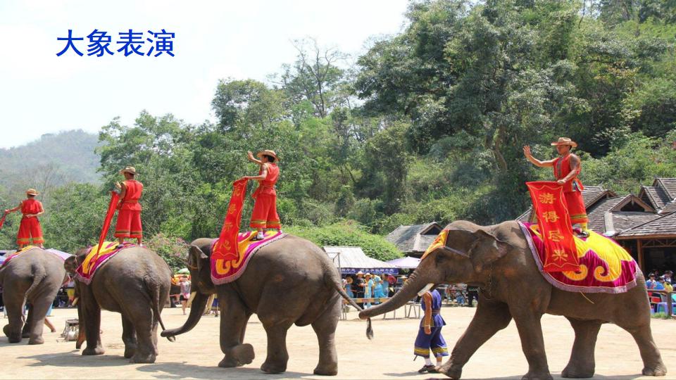 五年级下册与象共舞的作者是谁,与象共舞语文五年级下册老版