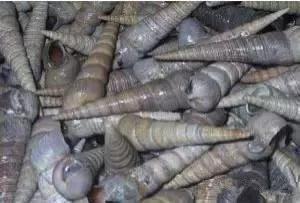 海南渔民整理的海鲜大全,渔民海鲜介绍