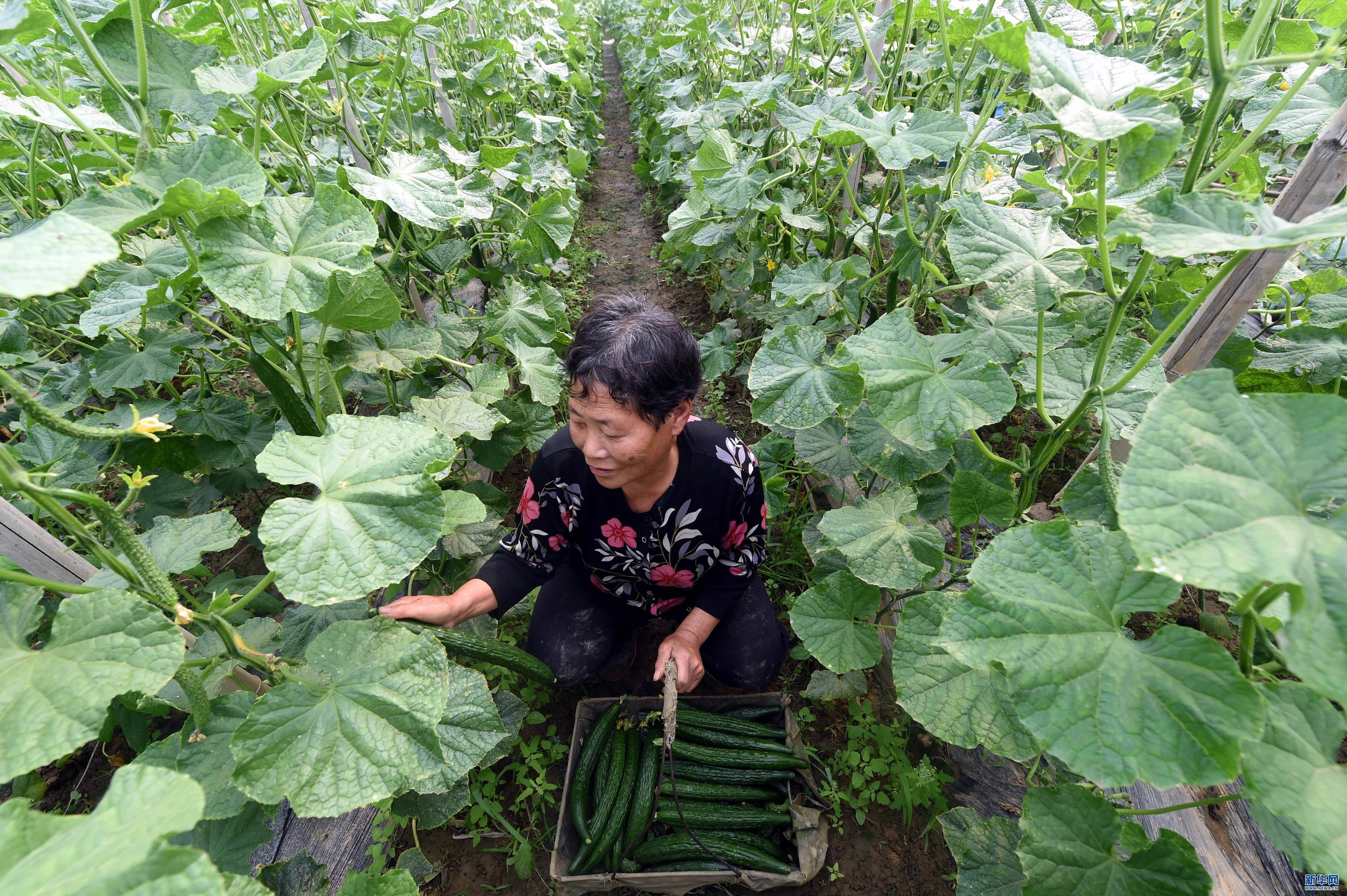 黄瓜弯曲的原因及解决方法,黄瓜生长期间怎么预防病害