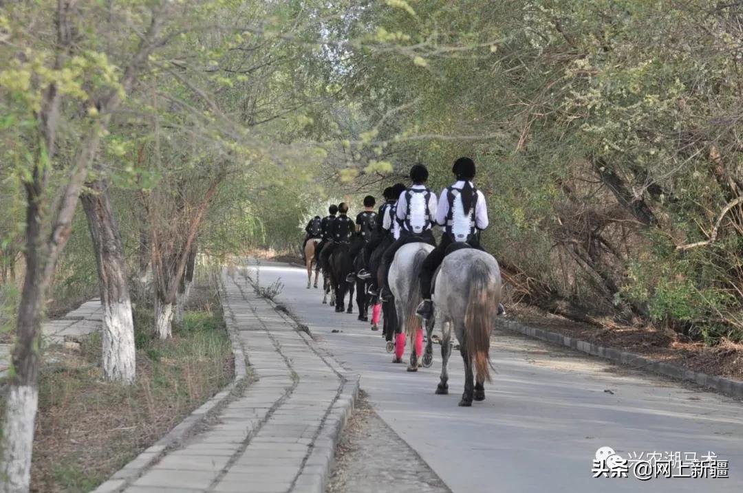 新疆那边的马是什么品种,如何挑选新疆马