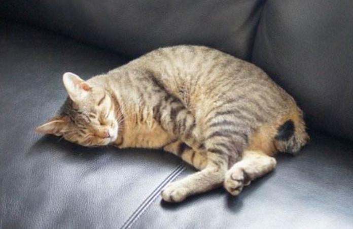 猫咪不出门需要驱虫吗,不出门的猫咪还用驱虫吗