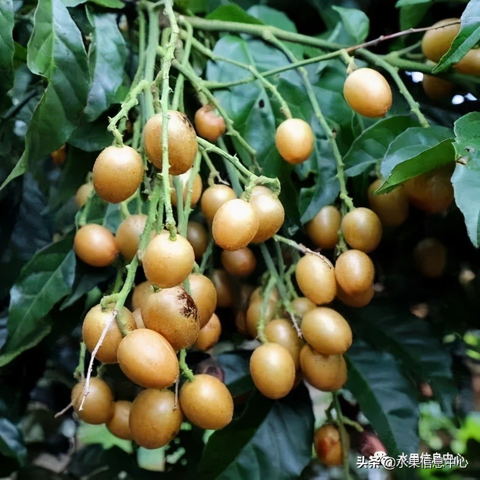 海南水果都有哪些品种图片及名称,海南水果上市时间表赶快收藏吧