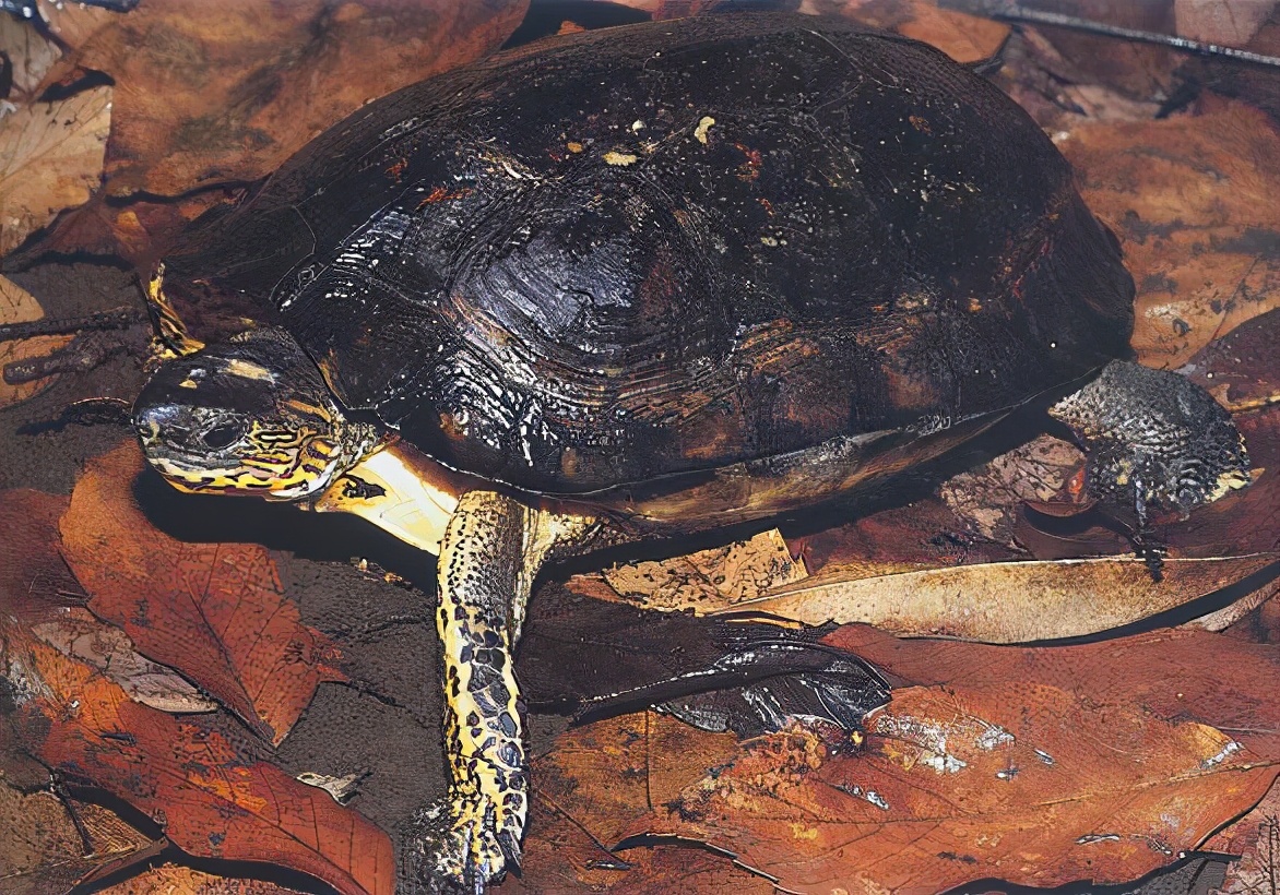 龟类纪录片,龟类图片