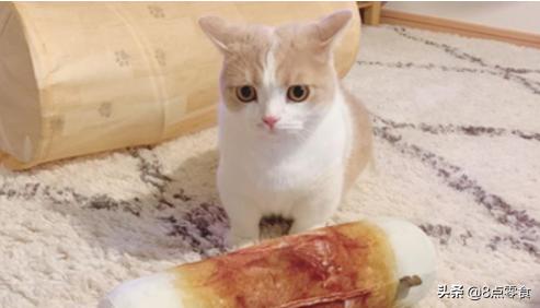 养猫的感悟总结,养猫心得100句