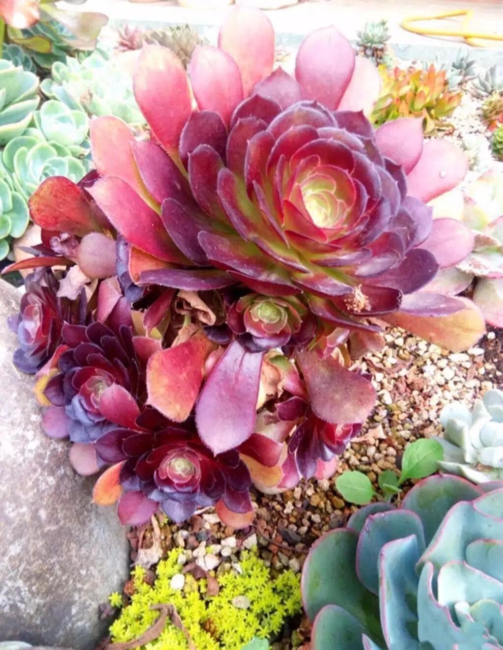 多肉法师韶羞现在能摘心吗,韶羞法师和荷兰玫瑰法师的区别