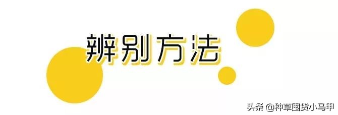 怎样才能看出来代购是真是假,警惕虚假代购骗局