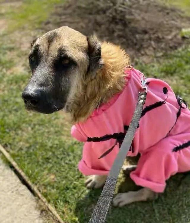 繁殖犬的一生悲惨,一只繁殖犬一辈子能繁殖几窝