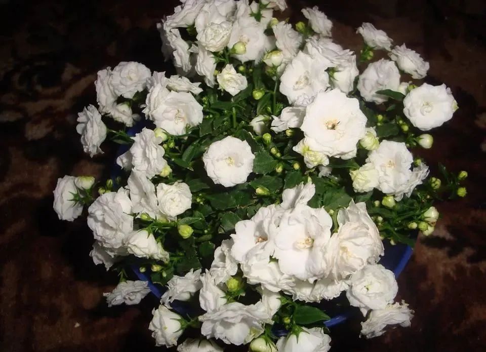 风铃草的品种有哪些,花店买的风铃花怎么养