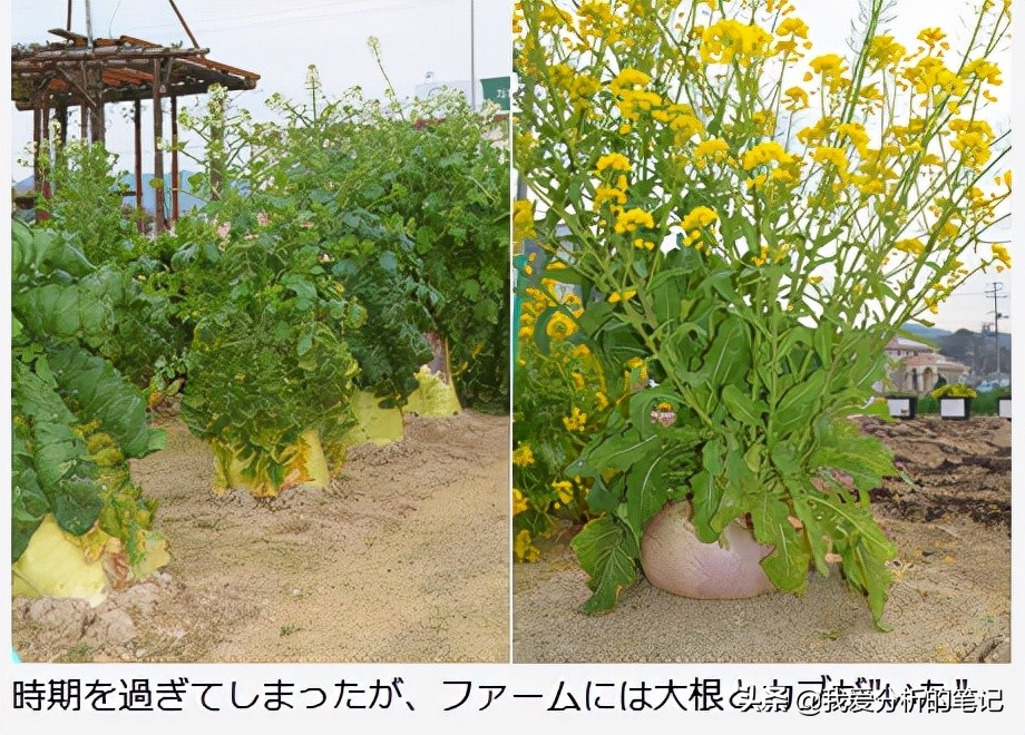 酵素的市场需求和痛点,酵素产品价格现状与预测