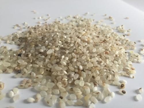 长虫子的米能吃吗,刚买回来的米为什么会生虫