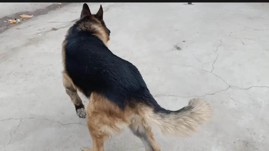 狗狗没有朋友怎么办,狗狗没有食物怎么处理