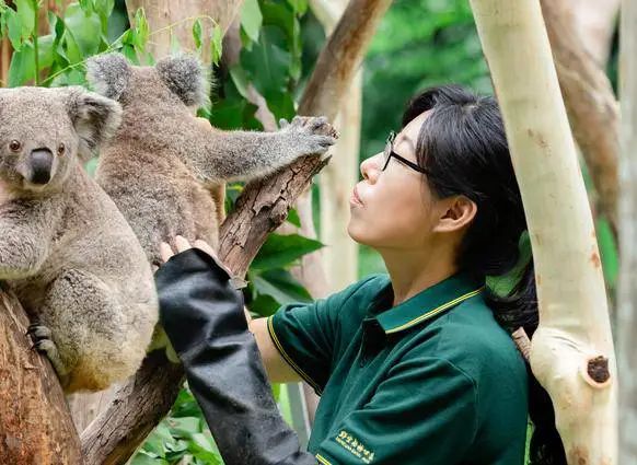 长隆野生动物世界暑假攻略,广州长隆野生动物园亲子一日游攻略