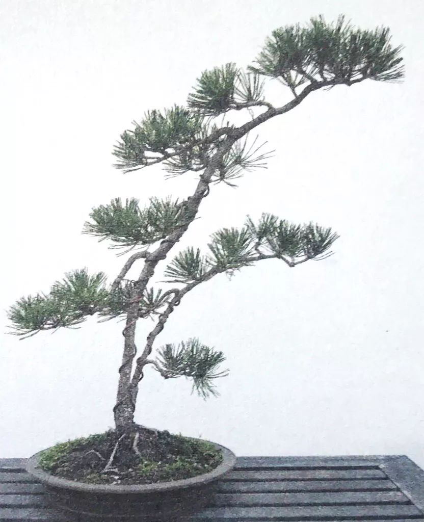 一千元一棵的黑松盆景,1000元左右黑松盆景