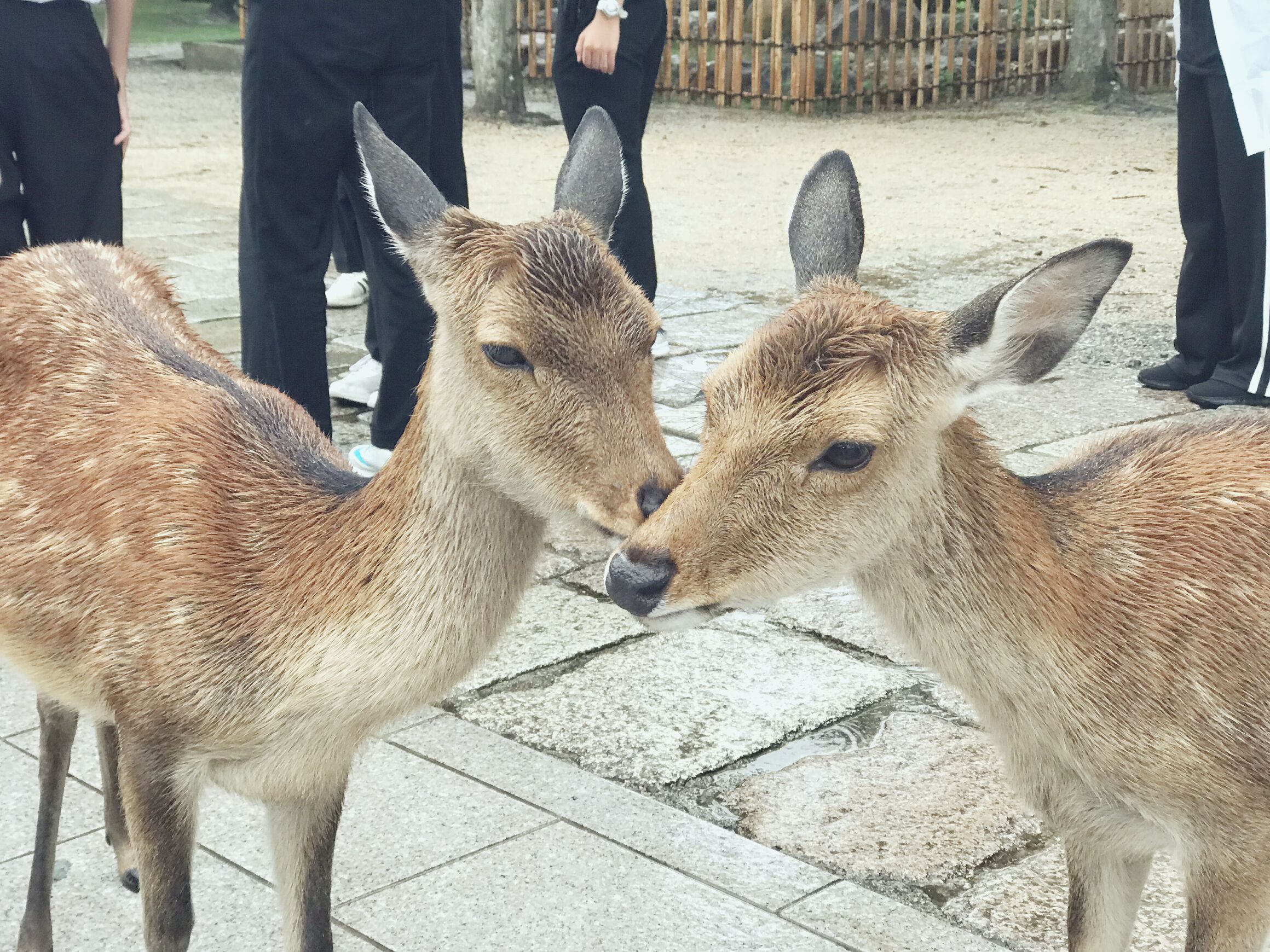 日本旅游攻略本州双古都7天,日本本州六日游攻略