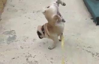 养狗后幸福感为什么爆棚,狗子绝育全过程