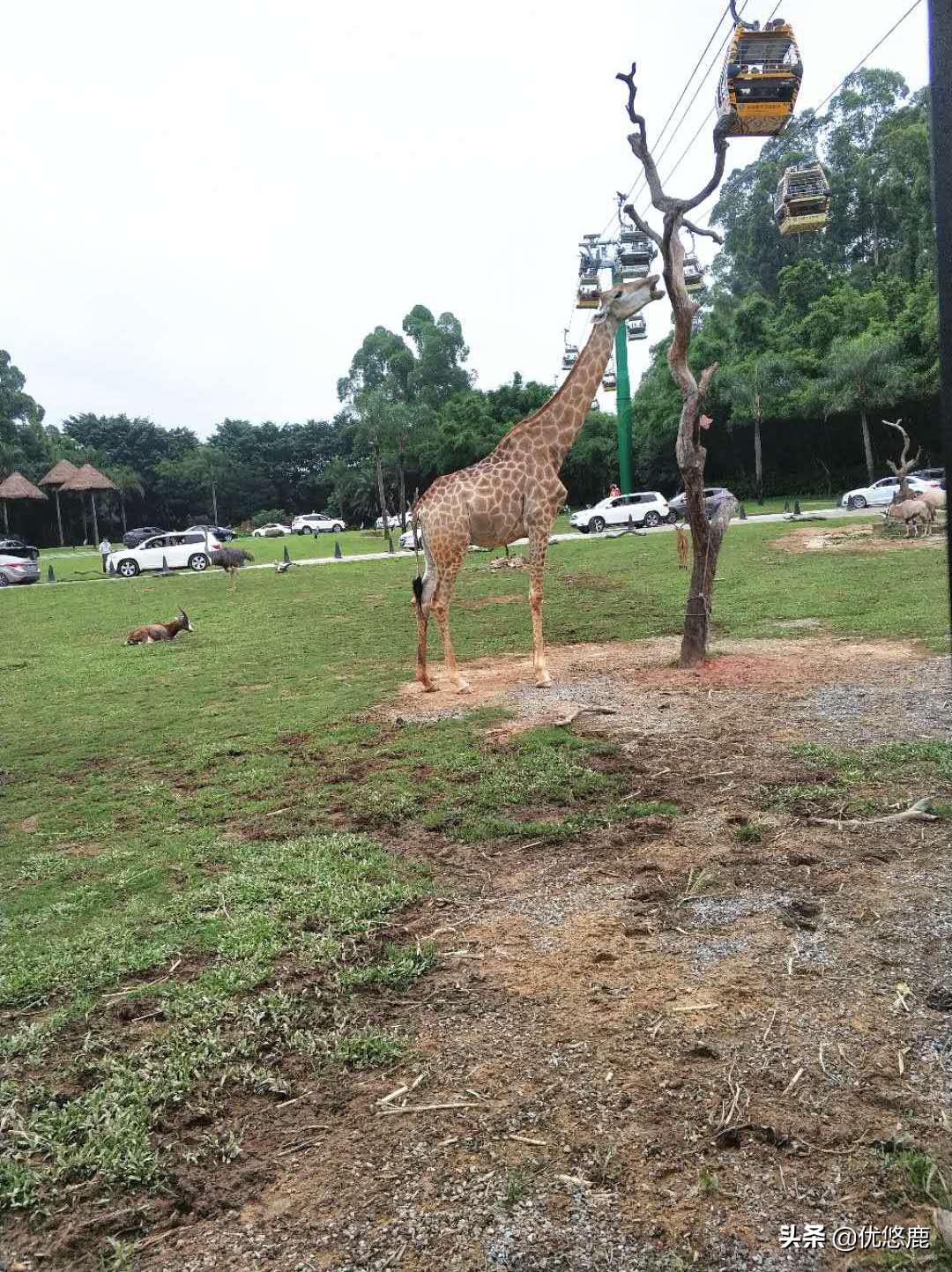 广州长隆野生动物园自驾大马戏,广州长隆野生动物园攻略马戏表演
