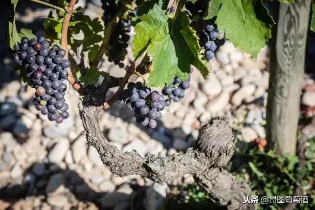 桑洋河畔西拉干红葡萄酒价格表,西拉葡萄酒最有名的是什么品牌