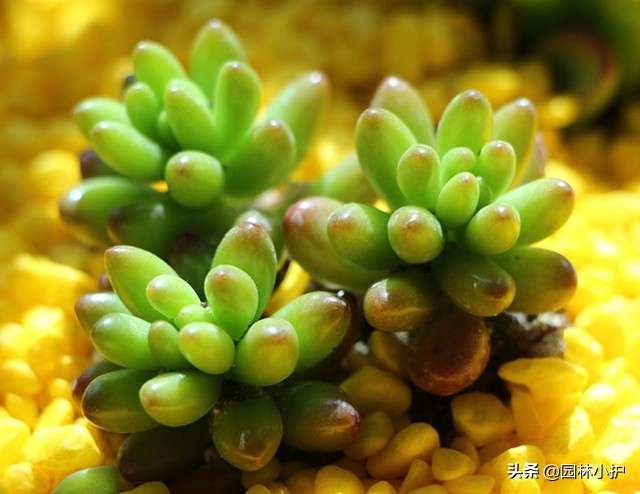 招财的多肉植物有哪些,最好看招财的多肉植物