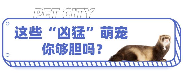 39.9元羊驼,羊驼门票抖音团购