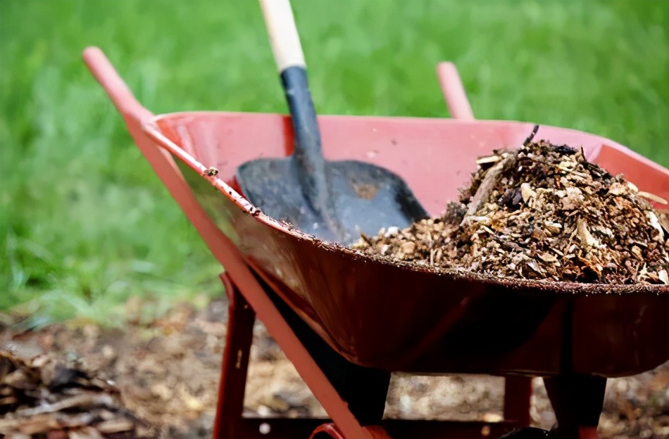 盆栽玫瑰花怎么栽培视频教程,盆栽玫瑰花在家怎么摆放