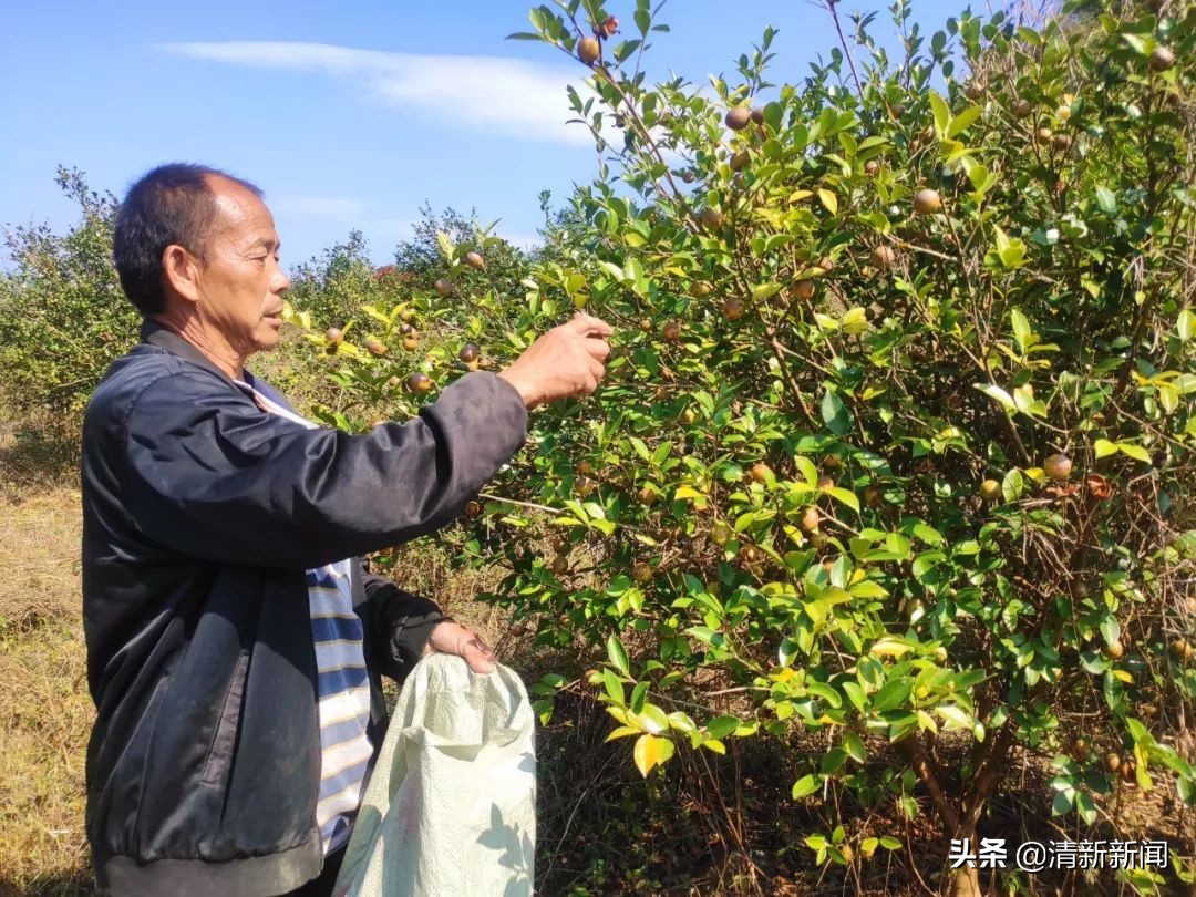 桃源近4000亩油茶果收成采摘啦，茶籽油一斤卖80元