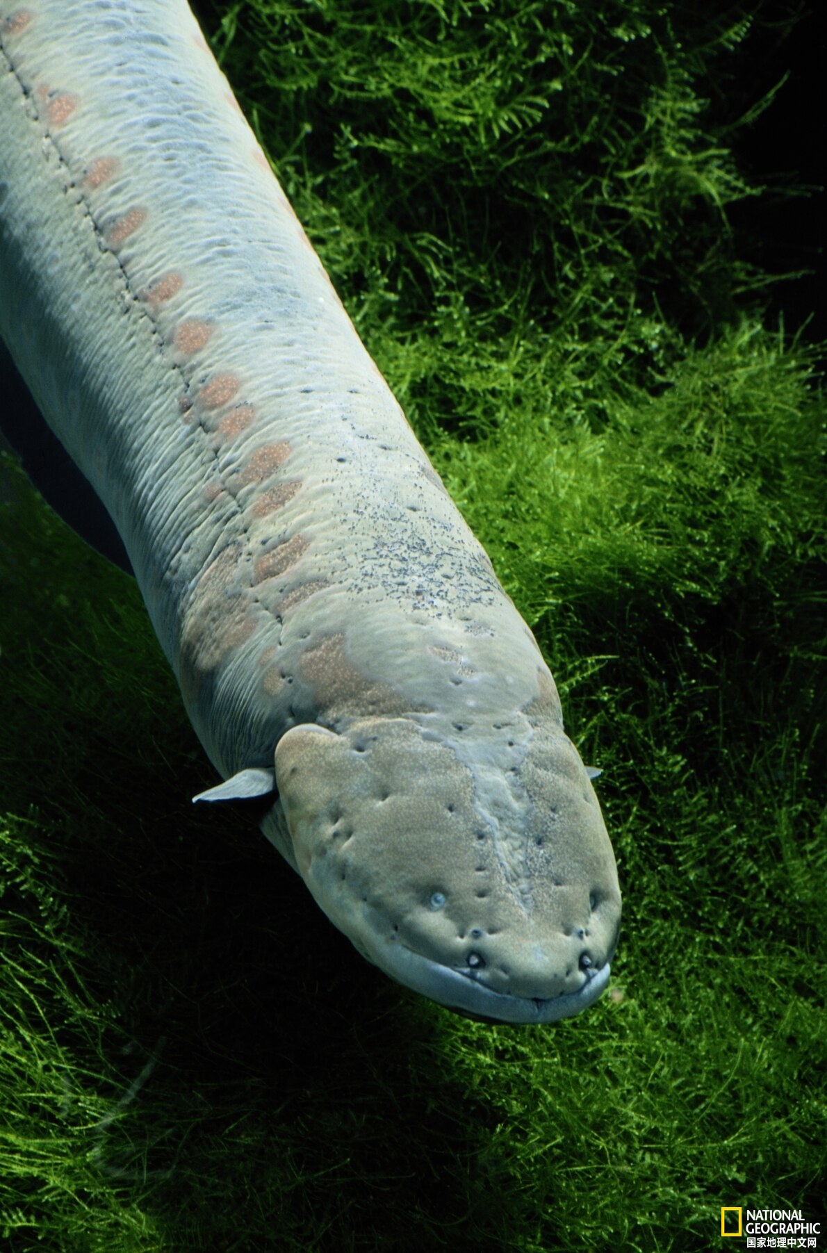 野生动物令人震惊的用电方式