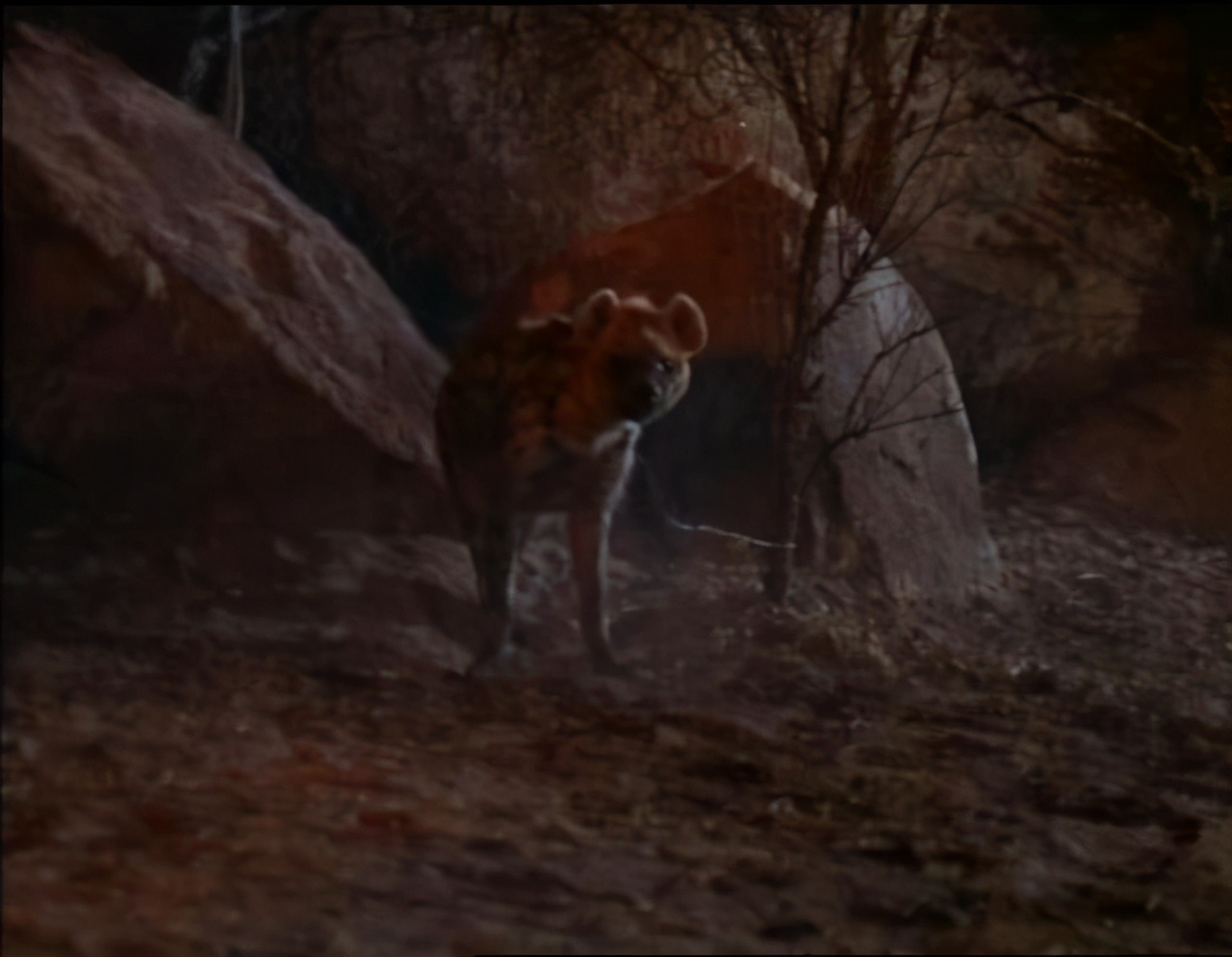 蛇咬蝎追，八岁男童如何在沙漠里生存三周？