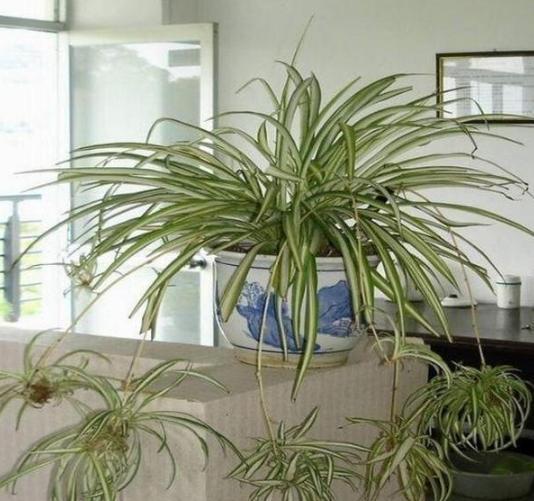 家庭盆栽废茶渣沤肥,牛奶和淘米水沤肥