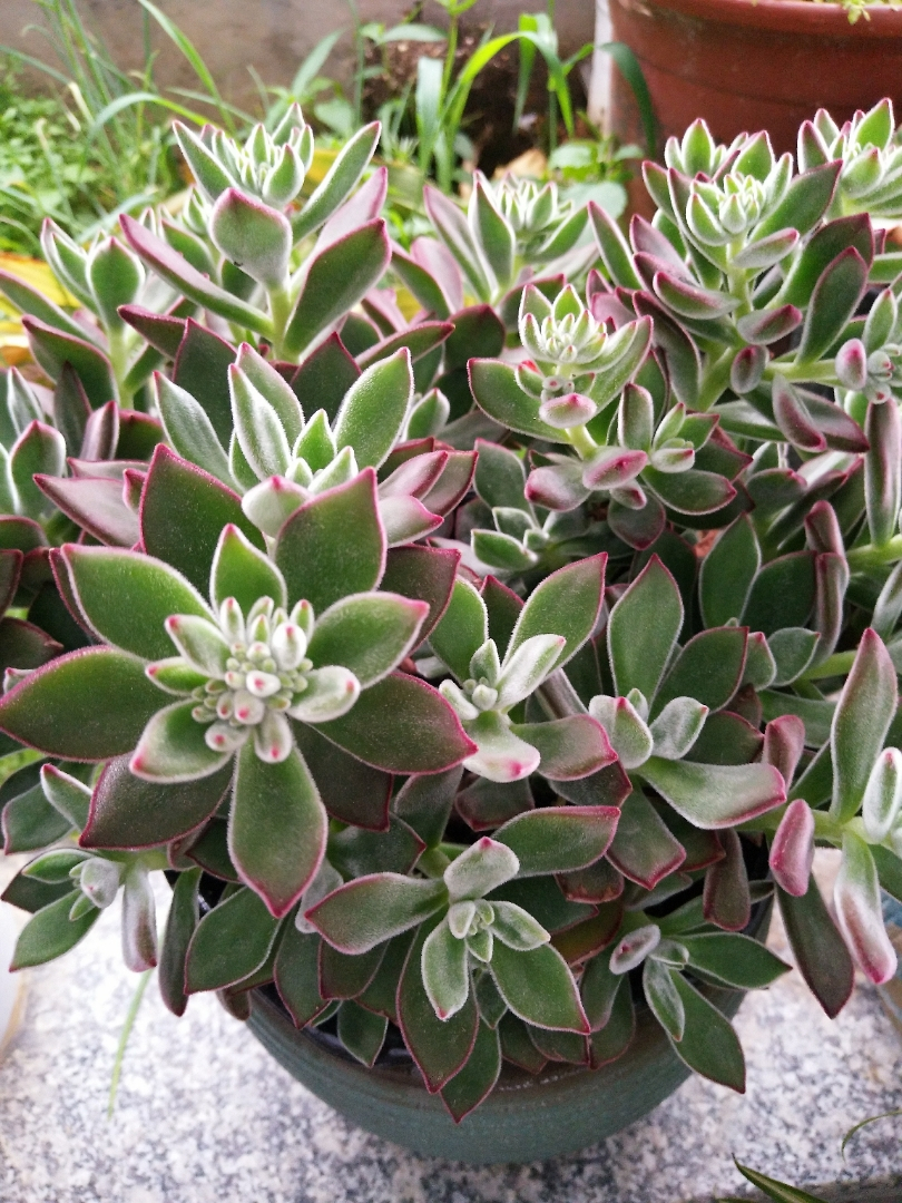 锦晃星茎部长芽,锦晃星两个头需要掐掉一个吗