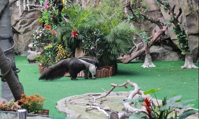 广州长隆四天三晚旅游推荐,4天去广州长隆和珠海看海怎么玩