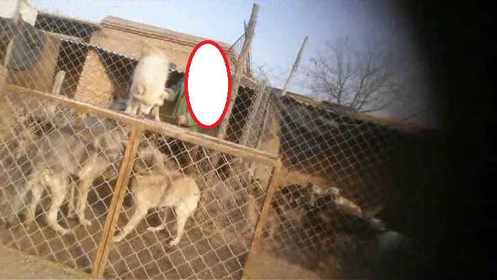 那些年我们养过的狗子,记者揭露藏獒黑幕