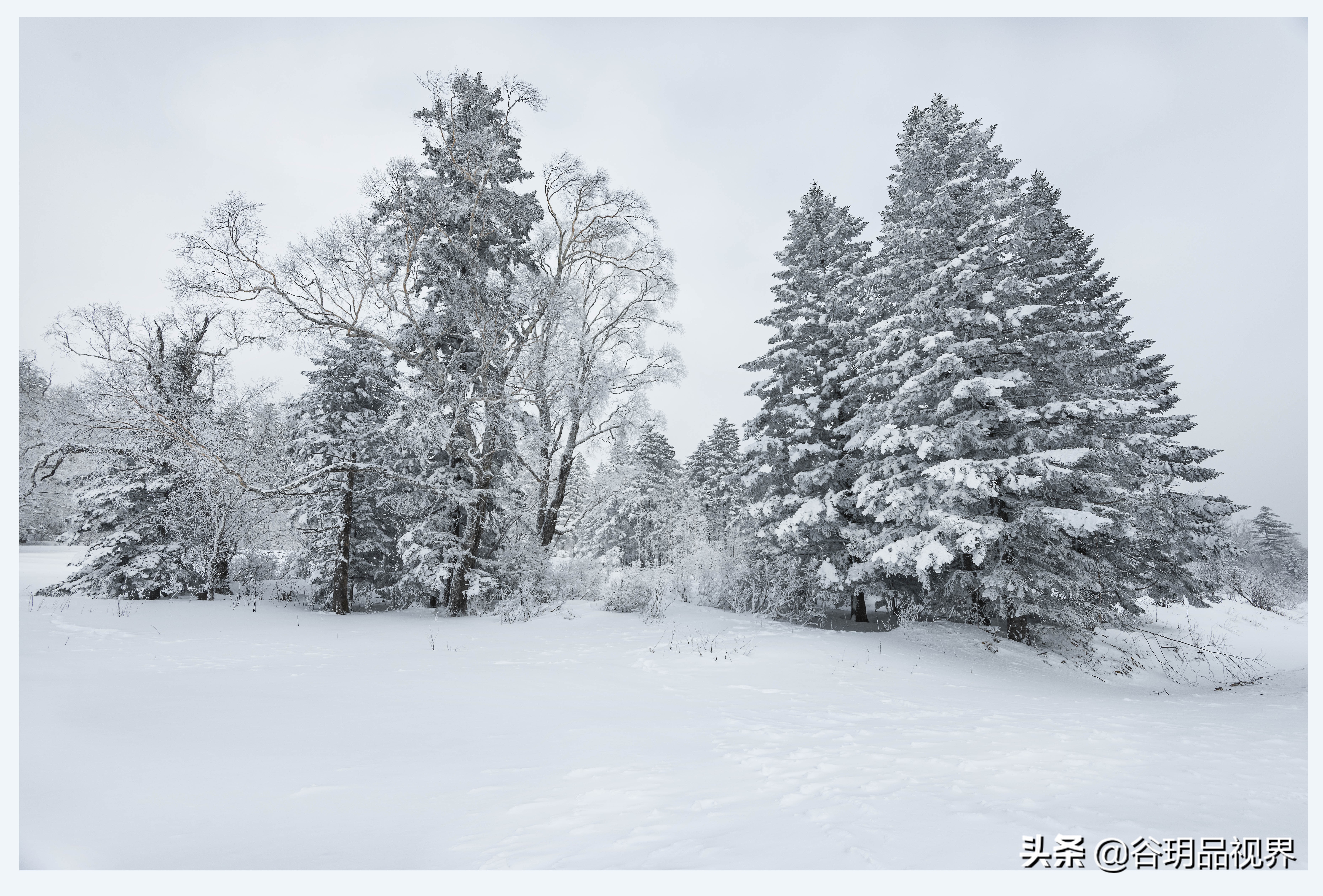 近距离拍摄雾凇视频,林海雪原拍摄照片
