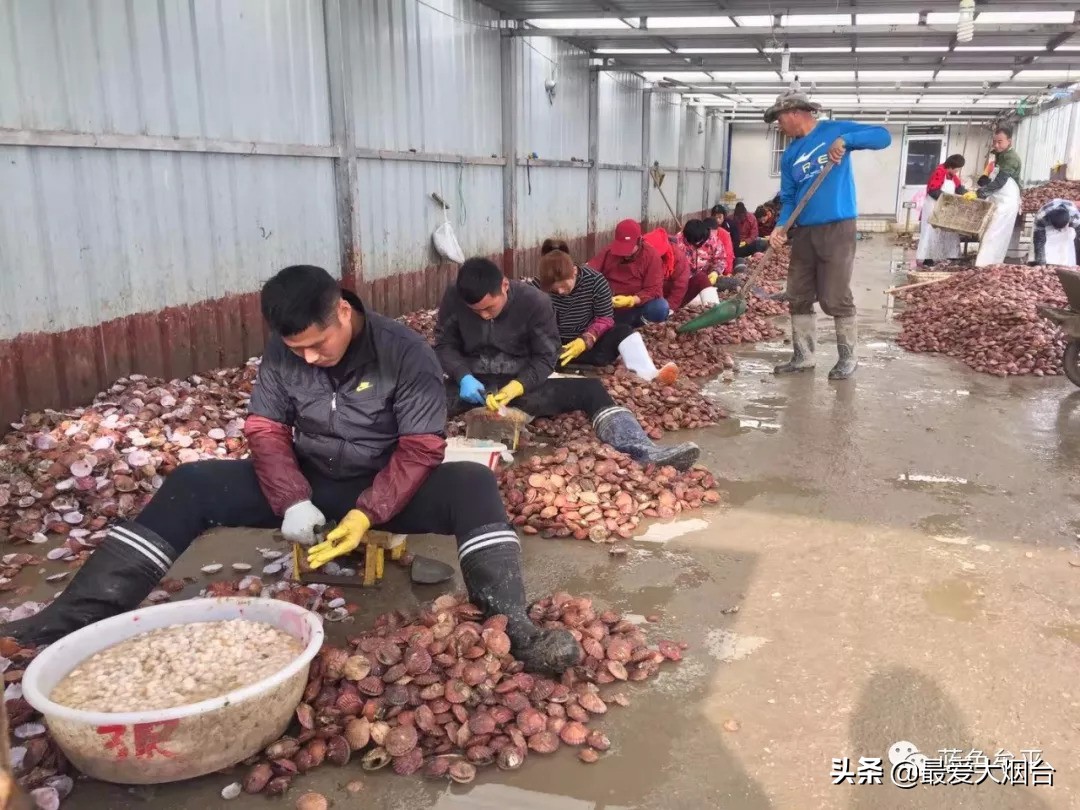 烟台扇贝养殖临时工人,烟台养殖扇贝多少利润