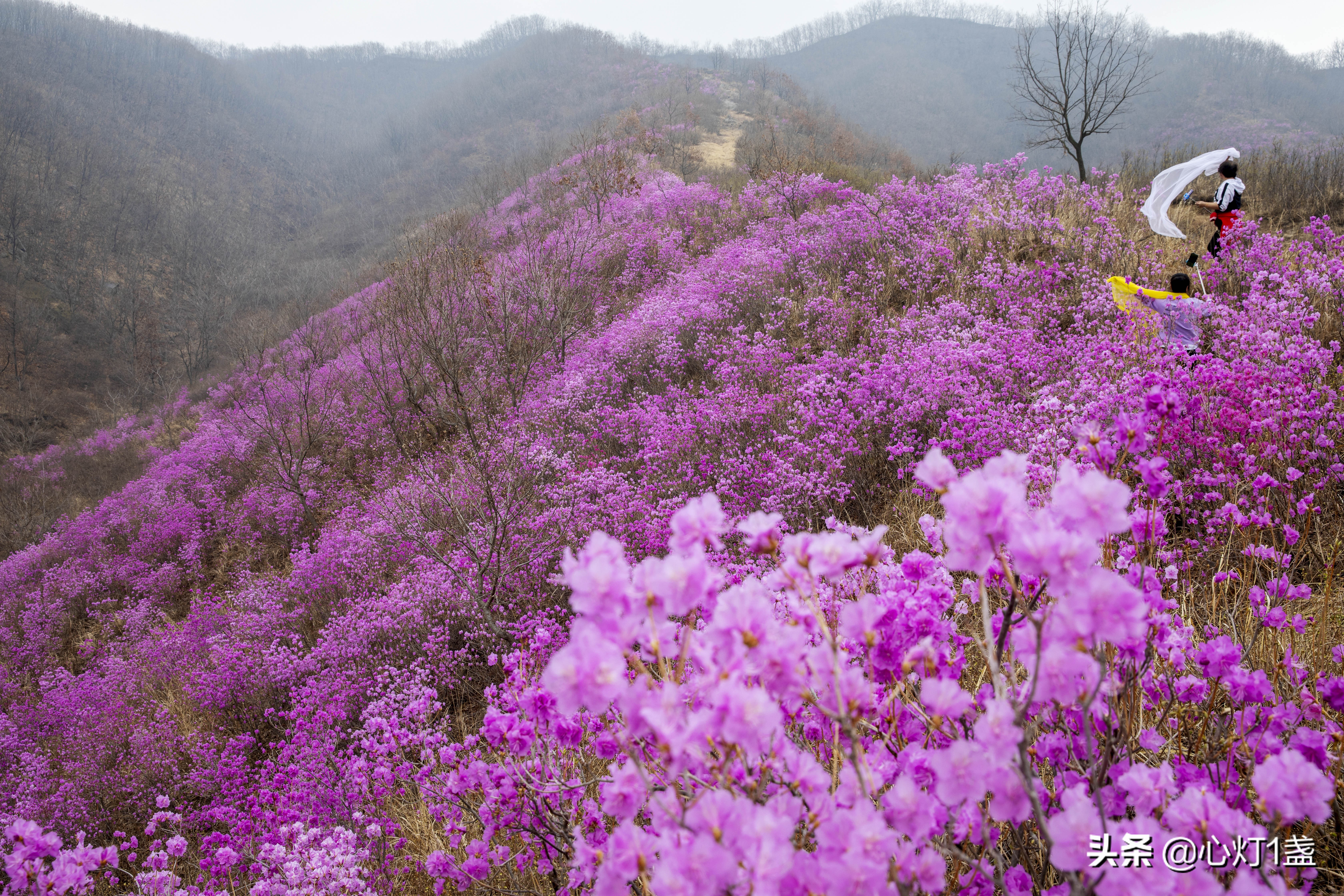 岫岩映山红花海要门票吗,岫岩黄岭映山红花期