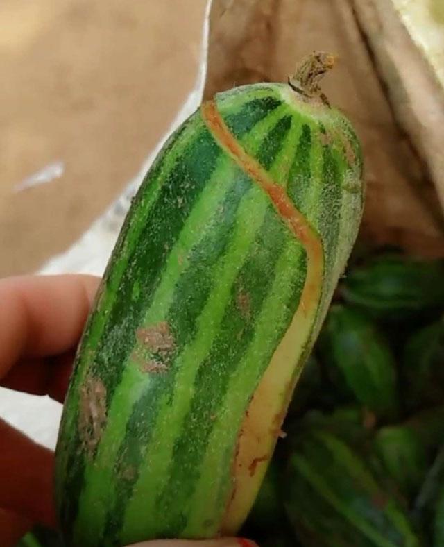 甜瓜膨大期怎么补救,甜瓜苗期裂杆什么原因