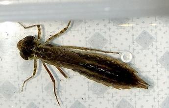 养鱼混养注意事项大全图解,新手养鱼混养推荐