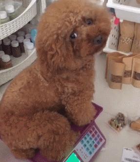 新手养灰泰迪的十大禁忌,泰迪适合新手养吗