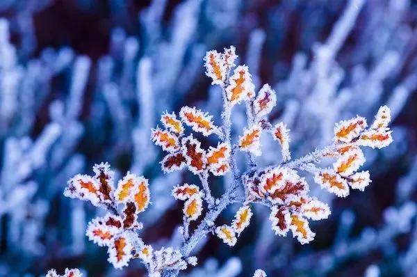 秋冬脾干咳无痰怎么办试试沙参麦冬汤