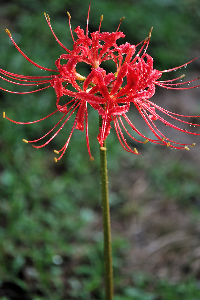 100种最毒的毒花,20种有毒的大毒花