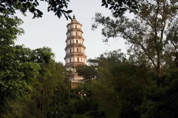 打卡茶产地｜收陈皮时节到啦！这有你想get的重点