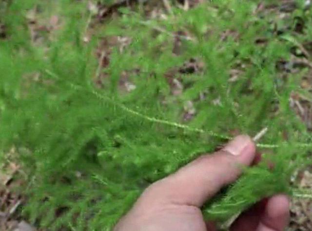 野生上树蜈蚣,山上种的白蜈蚣