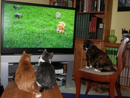 猫咪会舍不得离开主人吗,猫咪长时间离开主人会有什么反应