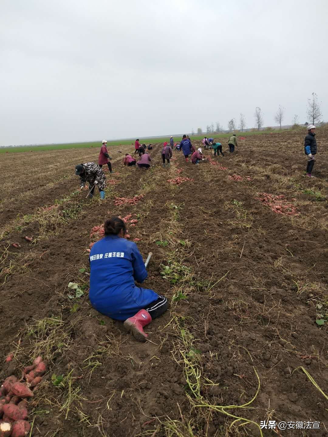 怀远县常坟镇产业振兴助力脱贫