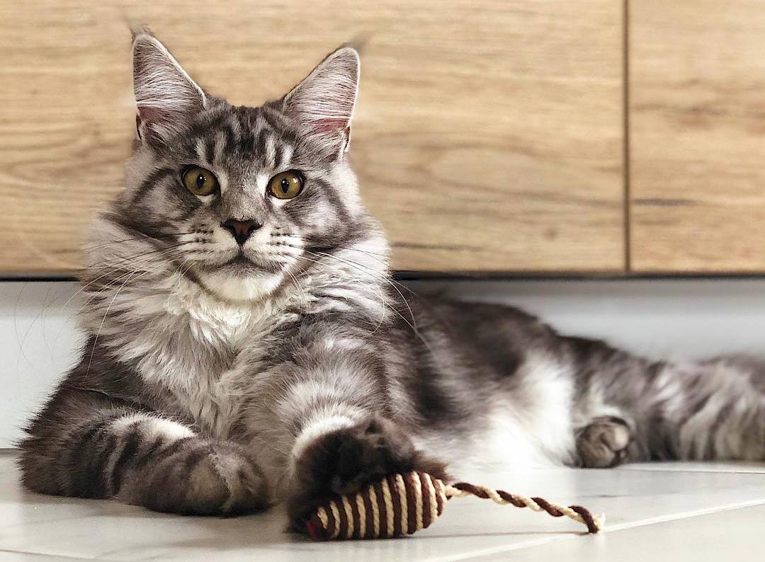 猫咪寄生虫的症状表现,猫咪绦虫病的症状及治疗方法