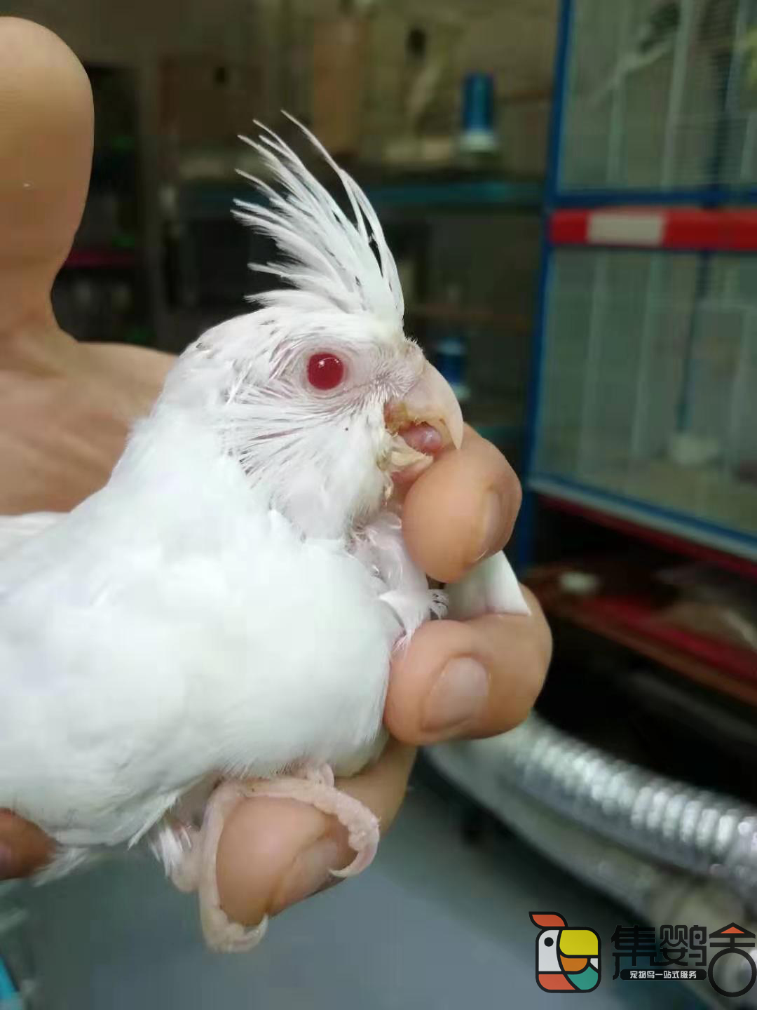 鹦鹉放飞有什么注意事项,鹦鹉放飞安全措施