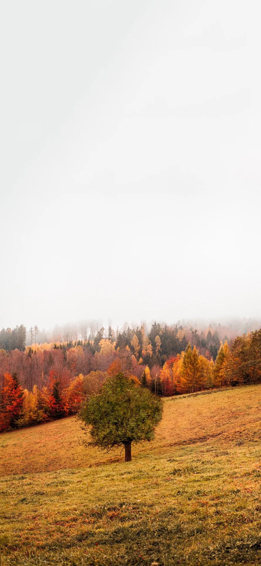 livephoto壁纸风景,livephoto壁纸动态效果不可用